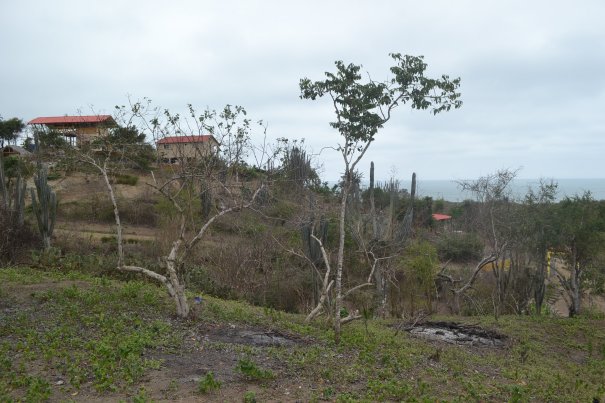 Back hill on our property